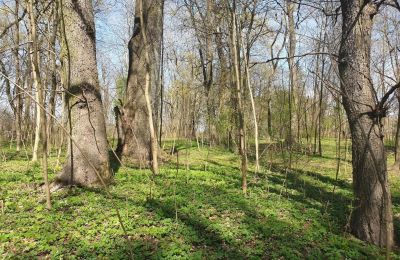 Historisch Park te koop Dębe Wielkie, Ruda, Mazovië, Foto 12/24