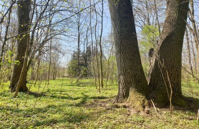 Historisch Park te koop Dębe Wielkie, Ruda, Mazovië, Foto 19/24