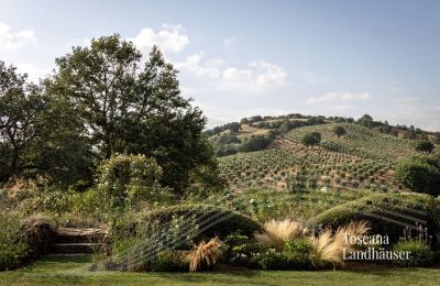 Maison de campagne à vendre Manciano, Toscane:  RIF 3084 Blick auf Olivenhain