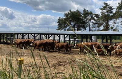 Landhuis te koop Krzyż Wielkopolski, Groot-Polen, Foto 15/20