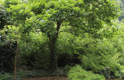 Historische villa te koop Faido, Ticino, Foto 29/44