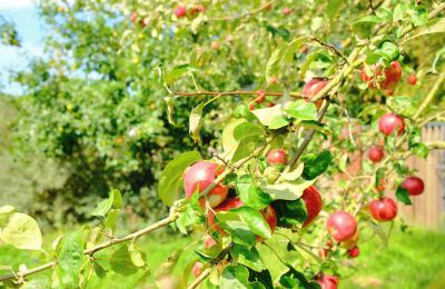 Molen te koop 29451 Dannenberg, Niedersachsen, Foto 15/20