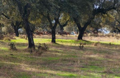 Burcht te koop San Vicente de Alcántara, Extremadura, Foto 35/36