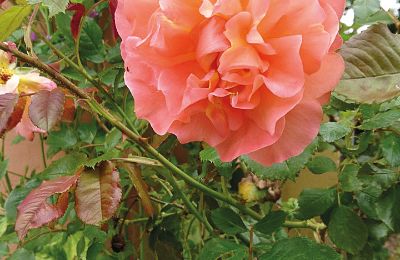 Burcht te koop Mecklenburg-Vorpommern, Foto 81/97