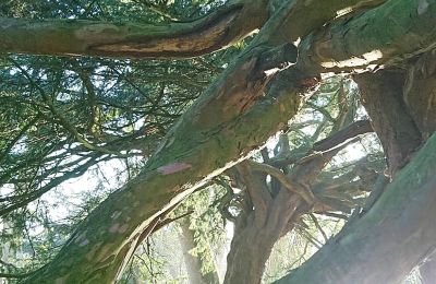 Burcht te koop Mecklenburg-Vorpommern, Foto 58/97