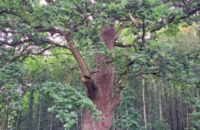 Burcht te koop Mecklenburg-Vorpommern, Foto 66/97