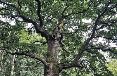 Burcht te koop Mecklenburg-Vorpommern, Foto 8/97