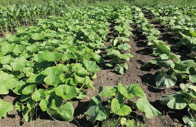 Burcht te koop Mecklenburg-Vorpommern, Foto 60/97