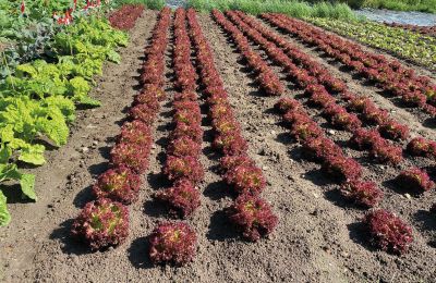 Burcht te koop Mecklenburg-Vorpommern, Foto 59/97