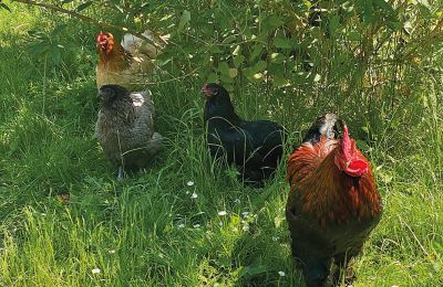 Burcht te koop Mecklenburg-Vorpommern, Foto 73/97