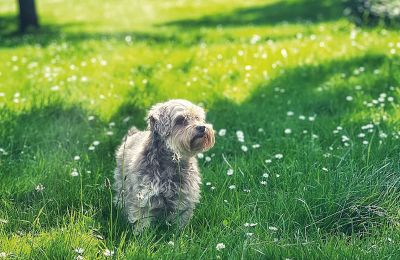 Burcht te koop Mecklenburg-Vorpommern, Foto 75/97