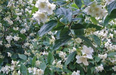 Burcht te koop Mecklenburg-Vorpommern, Foto 72/97