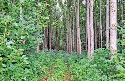 Burcht te koop Mecklenburg-Vorpommern, Foto 65/97