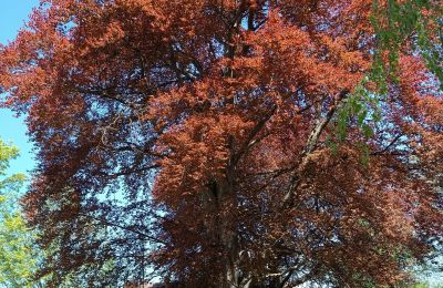 Château à vendre Kostrzyna, Kostrzyna 38, Basse-Silésie, Image 15/19