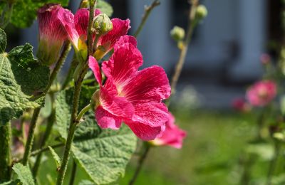 Landhuis te koop Bosowice, Bosowice 80, Heilig Kruis, Foto 5/25