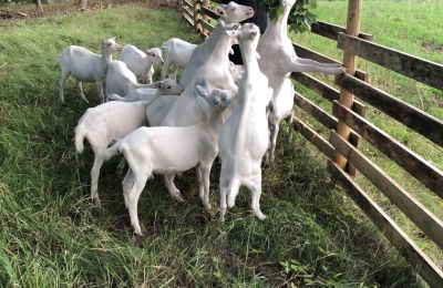 Manoir à vendre Vandzene, Kurzeme, Image 5/7